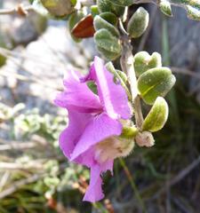 Podalyria burchellii