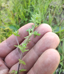 Veronica arvensis