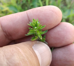 Veronica arvensis