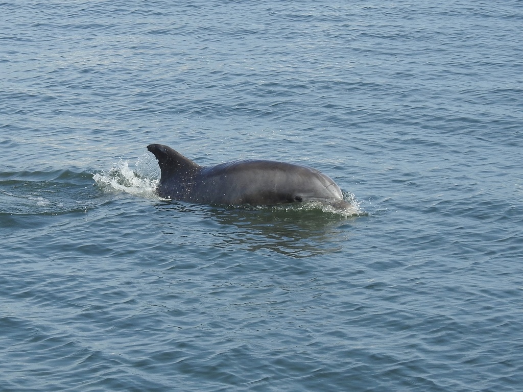 Dolphin surfacing with a splash in open water