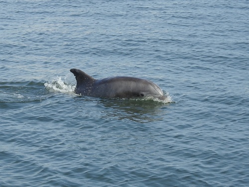 Tamanend's Bottlenose Dolphin photographed in Virginia