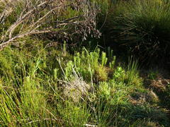 Leucadendron macowanii