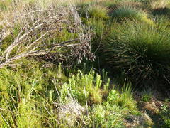 Leucadendron macowanii