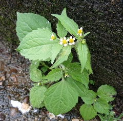 Galinsoga quadriradiata