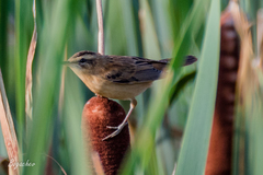 Acrocephalus schoenobaenus