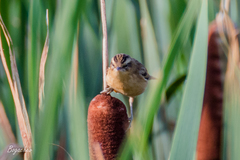 Acrocephalus schoenobaenus