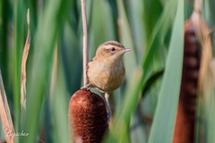 Acrocephalus schoenobaenus