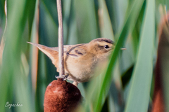 Acrocephalus schoenobaenus