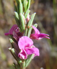 Indigofera pappei