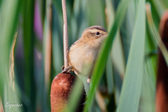 Acrocephalus schoenobaenus