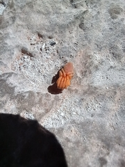 Caponia