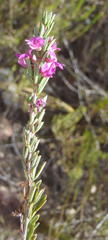 Indigofera pappei