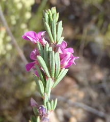 Indigofera pappei