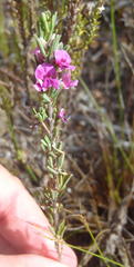 Indigofera pappei