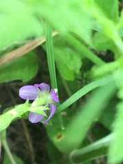Triodanis perfoliata