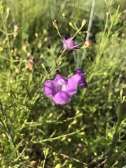 Agalinis homalantha
