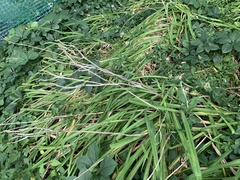 Hemerocallis