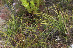 Aspalathus juniperina