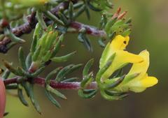 Aspalathus juniperina