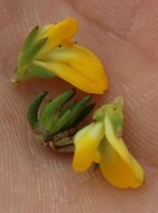 Aspalathus juniperina