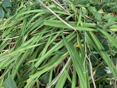 Hemerocallis