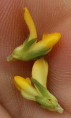 Aspalathus juniperina