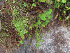Ursinia dentata