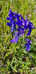 Delphinium patens