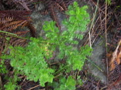 Ursinia dentata