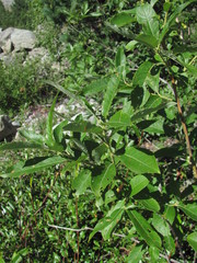 Salix pseudomedemii