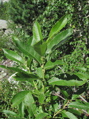 Salix pseudomedemii