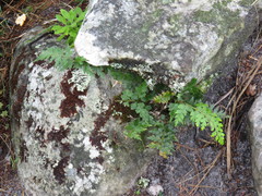 Asplenium aethiopicum