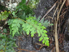 Asplenium aethiopicum