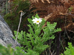 Arctotis aspera aspera