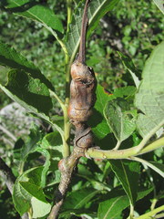 Salix pseudomedemii