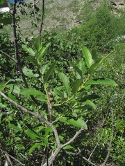 Salix pseudomedemii