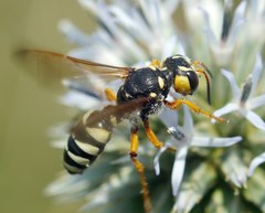 Cerceris tuberculata