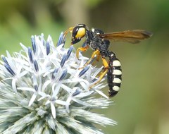 Cerceris tuberculata