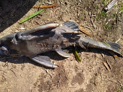 Hypostomus commersoni