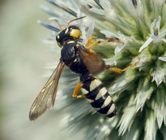 Cerceris tuberculata