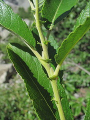 Salix pseudomedemii