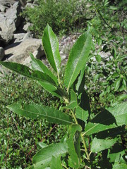 Salix pseudomedemii