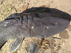 Hypostomus commersoni