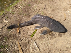 Hypostomus commersoni