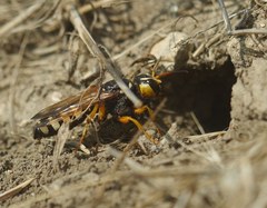 Cerceris tuberculata