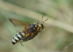 Cerceris tuberculata