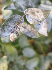 Erysiphe symphoricarpi