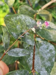 Erysiphe symphoricarpi