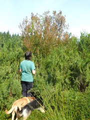 Leucadendron macowanii
