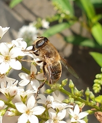 Eristalis tenax